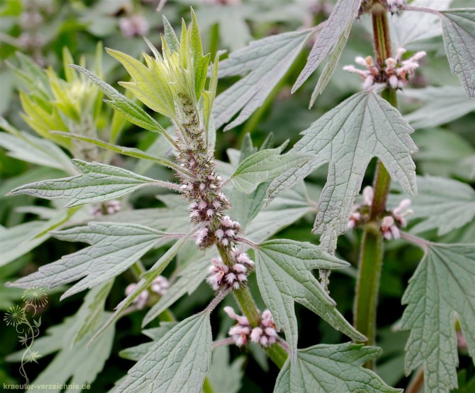 Beifuß artemisia vulgaris wermut räuchern Pflanze Heilpflanze in Esslingen