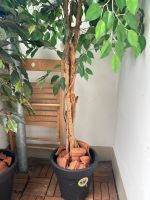 Ficus Benjamini Kunstpflanze Hamburg-Mitte - Hamburg Hamm Vorschau