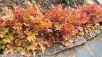 10 Purpurglöckchen Heuchera "Marmelade" Thüringen - Heilbad Heiligenstadt Vorschau