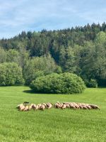 Wolle (Coburger Fuchs) zu verkaufen gegen eine Spende Baden-Württemberg - Freiburg im Breisgau Vorschau