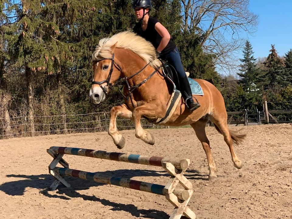 Reitbeteiligung Haflinger Stute Nancy in Schwaan