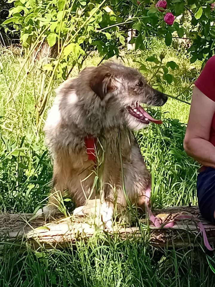 Ich bin Teddy - die Wasserratte in Emmendorf