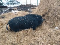 Schwein Zuchtschwein Mastschwein Brandenburg - Mühlberg/Elbe Vorschau