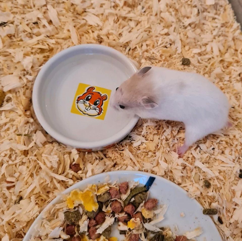 Goldhamster 8 Wochen alt. Hamster, ein letzter Hamsterjunge!!! in Datteln