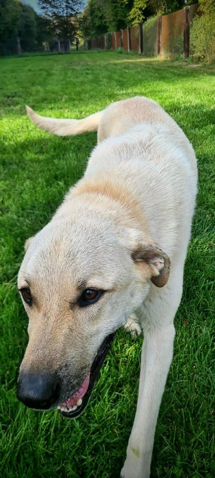 Calvin sucht sein Zuhause in Rennertshofen