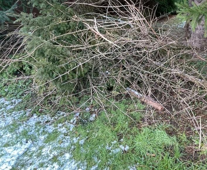 Grünabfall Baumschnitt Heckenschnitt Abholung Entsorgung Münster in Amelsbüren