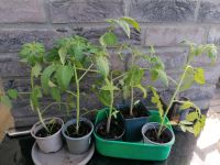 Tomaten verschiedene Sorten Pflanzen Nordrhein-Westfalen - Hille Vorschau