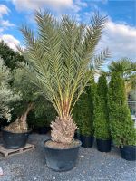 Palme Dattelpalme Phoenix dactylifera  4 m mit XXL Stamm Nordrhein-Westfalen - Willich Vorschau