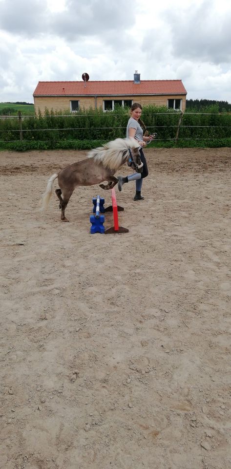 Amerikanische Miniaturpferde - Verkauf!! in Schwörstadt