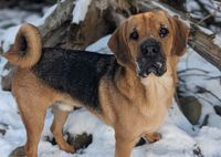 Bobby aus dem Tierschutz (1 Jahr) in 87648 Aitrang Bayern - Aitrang Vorschau