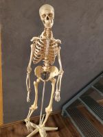 Skelett- Anatomie Niedersachsen - Adelheidsdorf Vorschau
