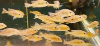 Geophagus Altifrons Niedersachsen - Wolfsburg Vorschau