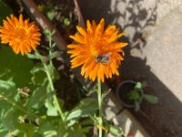 Ringelblumen, Calendula officinalis, essbar Heil-, Färber-Pflanze Niedersachsen - Oldenburg Vorschau