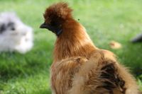 Bruteier reinrassiger Zwergseidenhühner Küken Jungtiere Hennen Bayern - Untergriesbach Vorschau