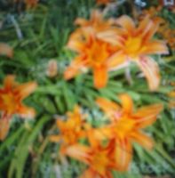 Taglilien orange Farbe zu verschenken Bayern - Elchingen Vorschau