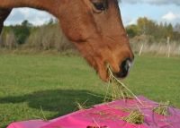 Heu-Protect-Reinforced/mit verstärken Fresslöchern/Horselife-Plus Schleswig-Holstein - Bliestorf Vorschau