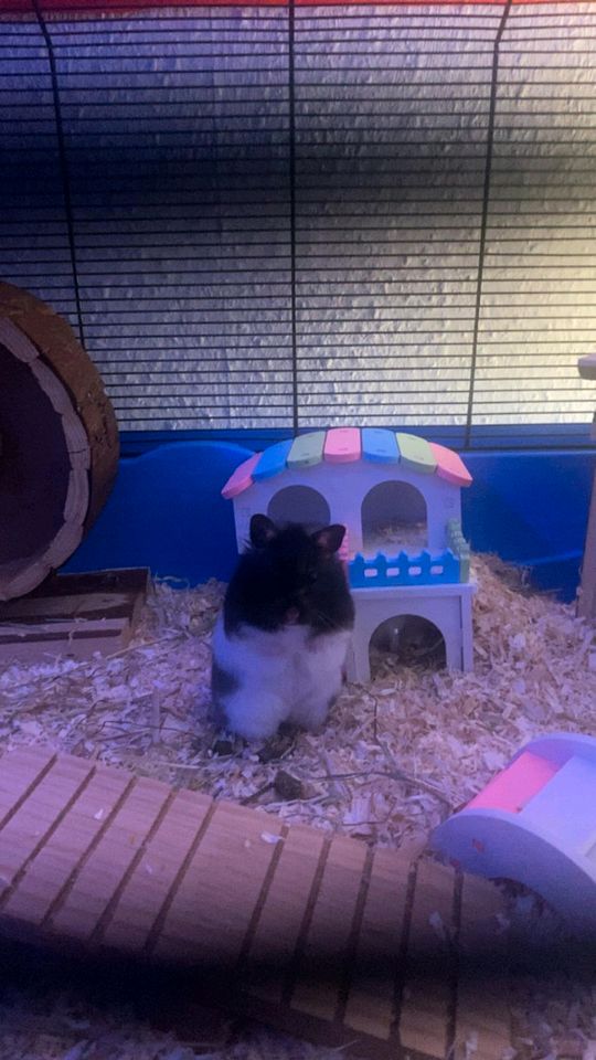 Sehr großer Hamster Käfig mit Hamster abzugeben in Unna