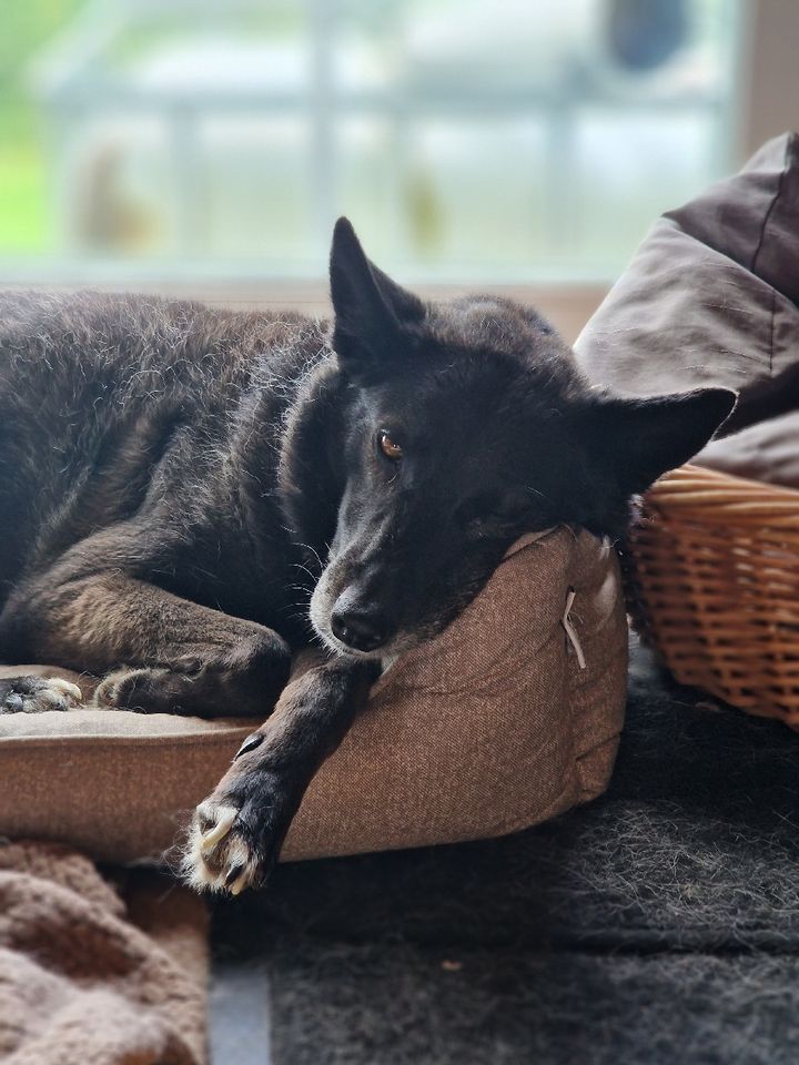 Hundebetreuung: Urlaub.-Tages.- und Gassibetreuung in Berlin