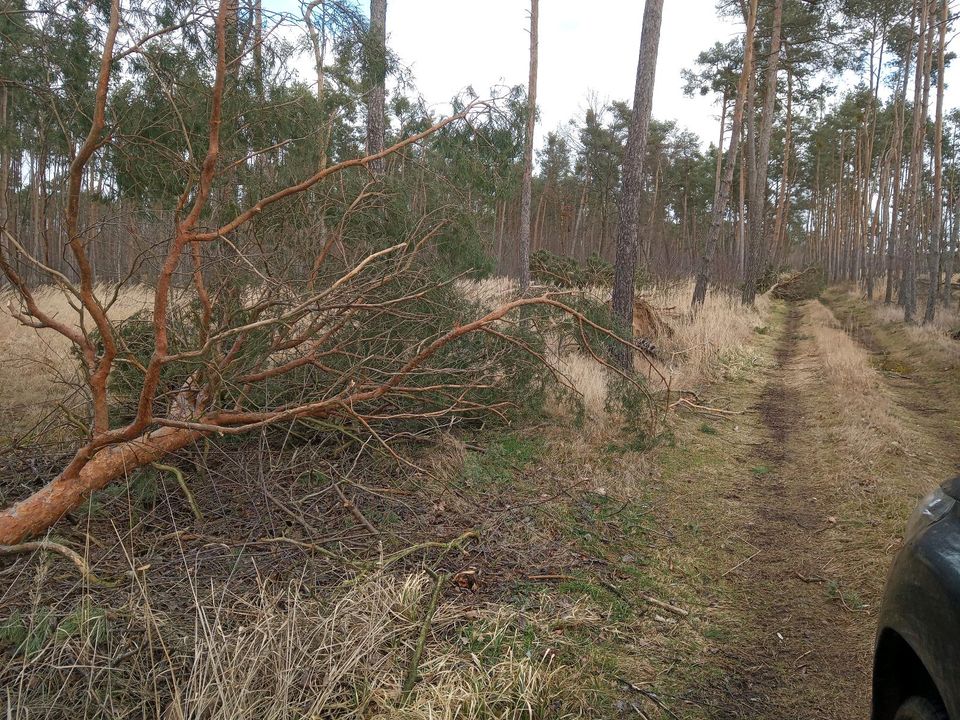 Sturmholzaufarbeitung/ Problembaumfällungen in Blumberg