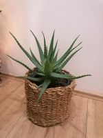 Aloe Vera 20cm,Große Aloe Vera, Pflanze, Zimmerpflanze Bonn - Beuel Vorschau