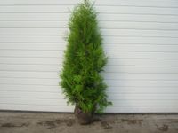 thuja brabant 180 - 200 cm immergrün lebensbaum heckenpflanzen Lingen (Ems) - Wachendorf Vorschau