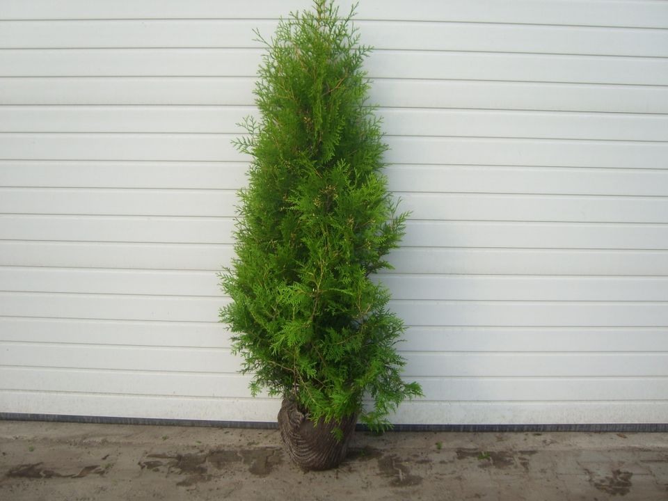 thuja brabant 180 - 200 cm immergrün lebensbaum heckenpflanzen in Wachendorf