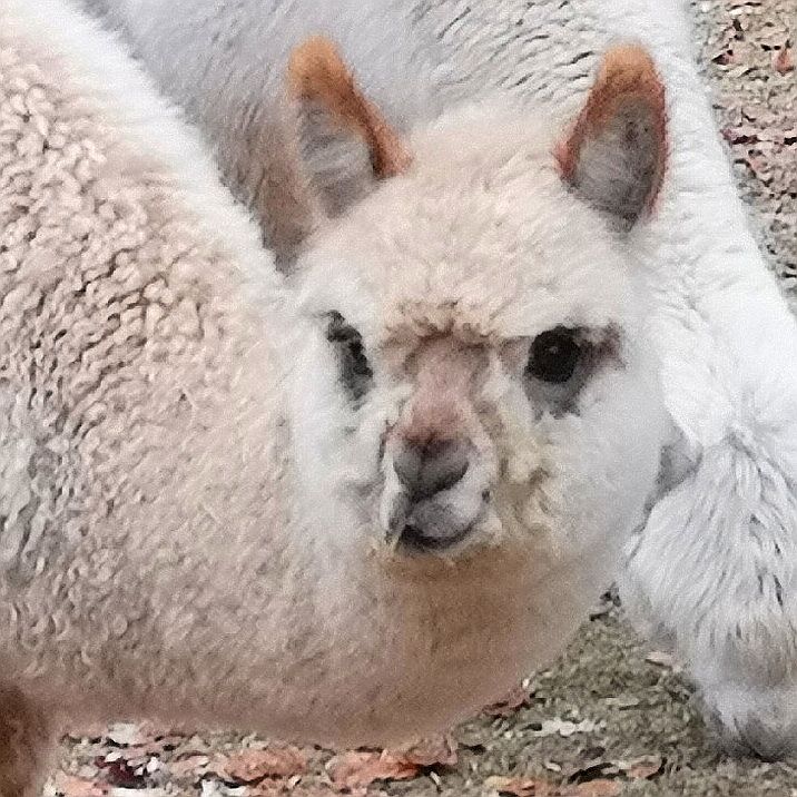 Alpakahengst mit viel Farbe, bildschön gezeichnet! in Tecklenburg