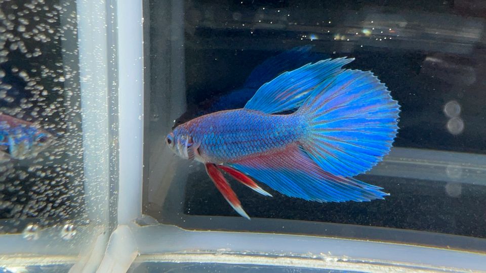 Betta splendens in Essen