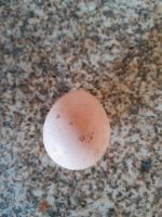 Perlhühner, Eier, Bruteier Bayern - Frauenau Vorschau