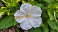 Mirabilis Jalapa Wunderblume Nordrhein-Westfalen - Hückelhoven Vorschau