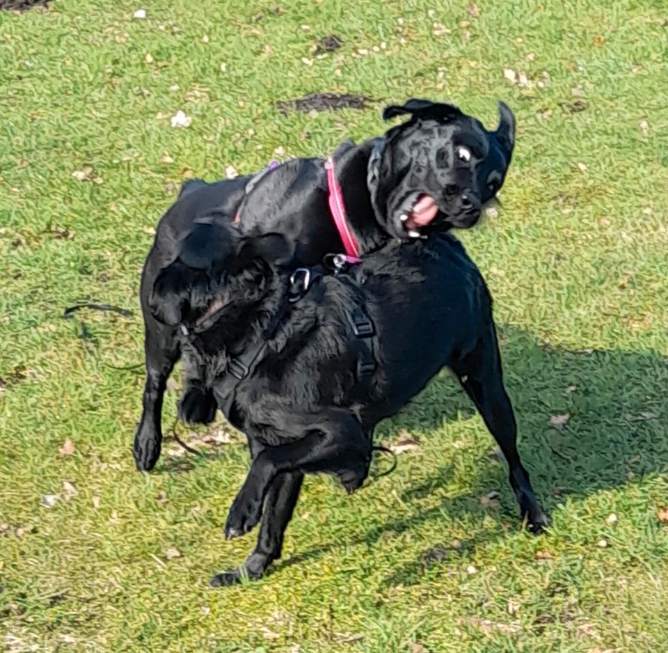 mobiles Hundetraining in Hamburg