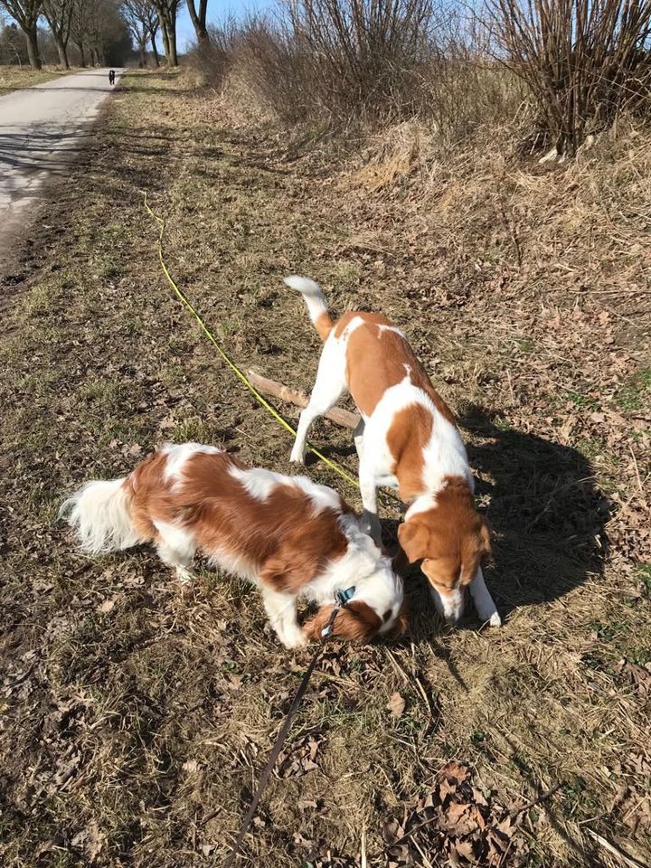 Liebevolle Hundebetreuung, Gassiservice, Dogwalker in Börnsen