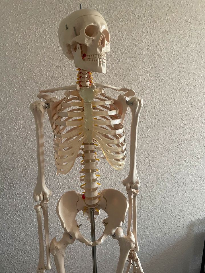 Anatomie Skelett in Chemnitz