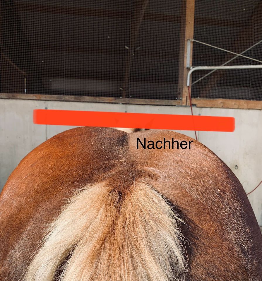 Tierphysiotherapie Pferd & Hund Dorntherapie & Akupunktur in Altenstadt