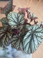 Begonia Rex Schwerin - Weststadt Vorschau