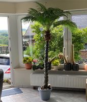 Plastik Party Palme Pflanzen Breuer künstliche Palme Nordrhein-Westfalen - Hennef (Sieg) Vorschau