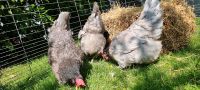 Königsberger Hennen Huhn Hühner Nordrhein-Westfalen - Kreuztal Vorschau