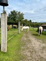 Pflegebeteiligung Reitbeteiligung Reitunterricht Reiten Hessen - Ebsdorfergrund Vorschau