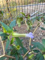 Datura / gemeiner Stechapfel Samen Lila Brandenburg - Schmergow Vorschau