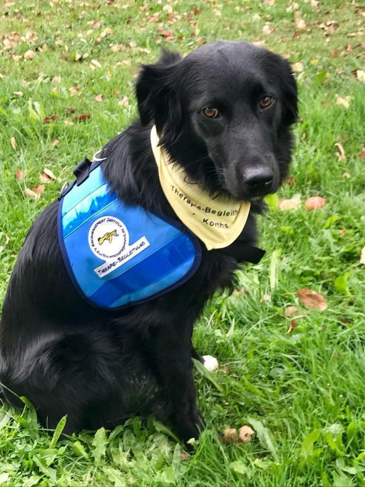 Hundeschule Therapie-Begleittier-Team in Augsburg