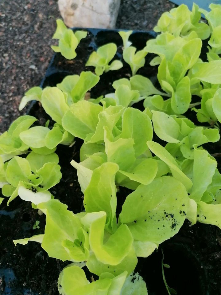 Salatpflanzen abzugeben in Ehrenfriedersdorf
