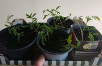 Tomate klein rot Partytomate Jungpflanzen 3x Sachsen - Markkleeberg Vorschau