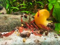 Garnelen - Red Cherry Niedersachsen - Hemsbünde Vorschau