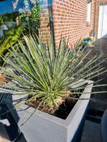 Yucca Angustissima Nordrhein-Westfalen - Borken Vorschau