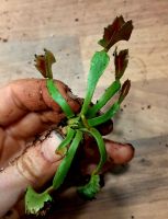 ' Wacky Traps Bart Simpson' Dionaea muscipula Venusfliegenfalle Saarland - Sulzbach (Saar) Vorschau