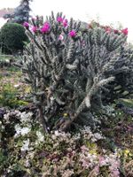 Winterharte Kakteen  - Cylindropuntia imbricata Sachsen-Anhalt - Hessen Vorschau