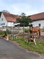 Biete Kinder Spielenachmittage mit Ziegen Hessen - Darmstadt Vorschau