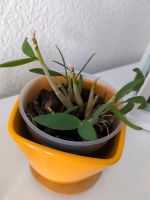 Dendrobium 'Berry Oda'  Orchidee Dresden - Cotta Vorschau