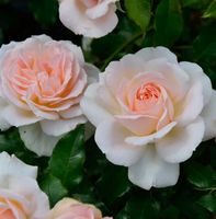 Hochstamm Rose Chandos Beauty 80-100cm Niedersachsen - Bad Zwischenahn Vorschau