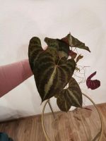 Rarität Pflanze Dioscorea discolor sehr grosse Blättern Berlin - Neukölln Vorschau